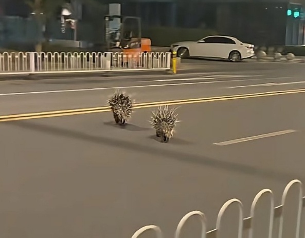 两只豪猪在南京街头“夜跑”，红山动物园：近日没有豪猪出逃