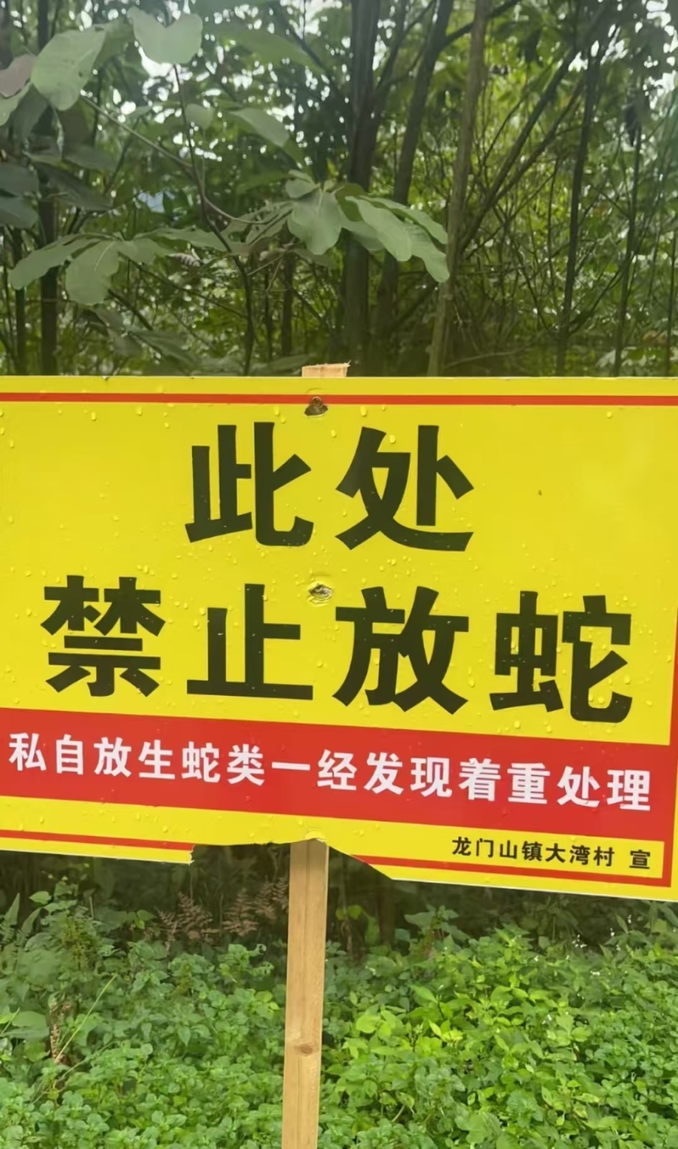 成都一村有人放生毒蛇？徒步游客称“一天看到9条”，镇政府：疑养殖户取蛇胆后丢弃