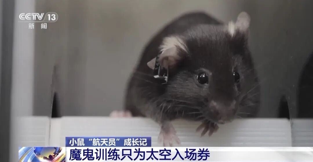 4只小鼠“航天员”要上天了，“魔鬼”训练画面曝光