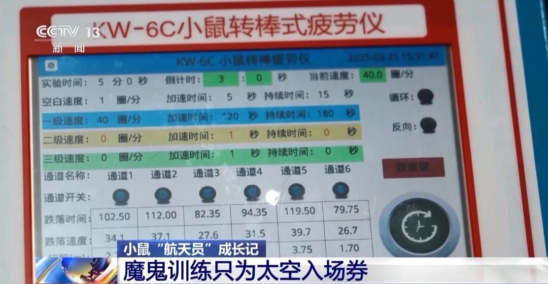 训练画面公布！4只小老鼠将乘神舟飞船上太空，成为动物航天员有多难？