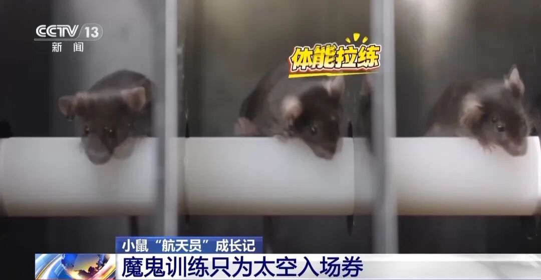 训练画面公布！4只小老鼠将乘神舟飞船上太空，成为动物航天员有多难？