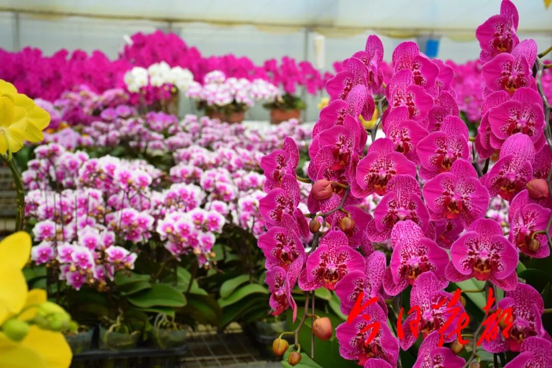 三角梅怒放 2025广州花都和美乡村三角梅赏花季活动开幕