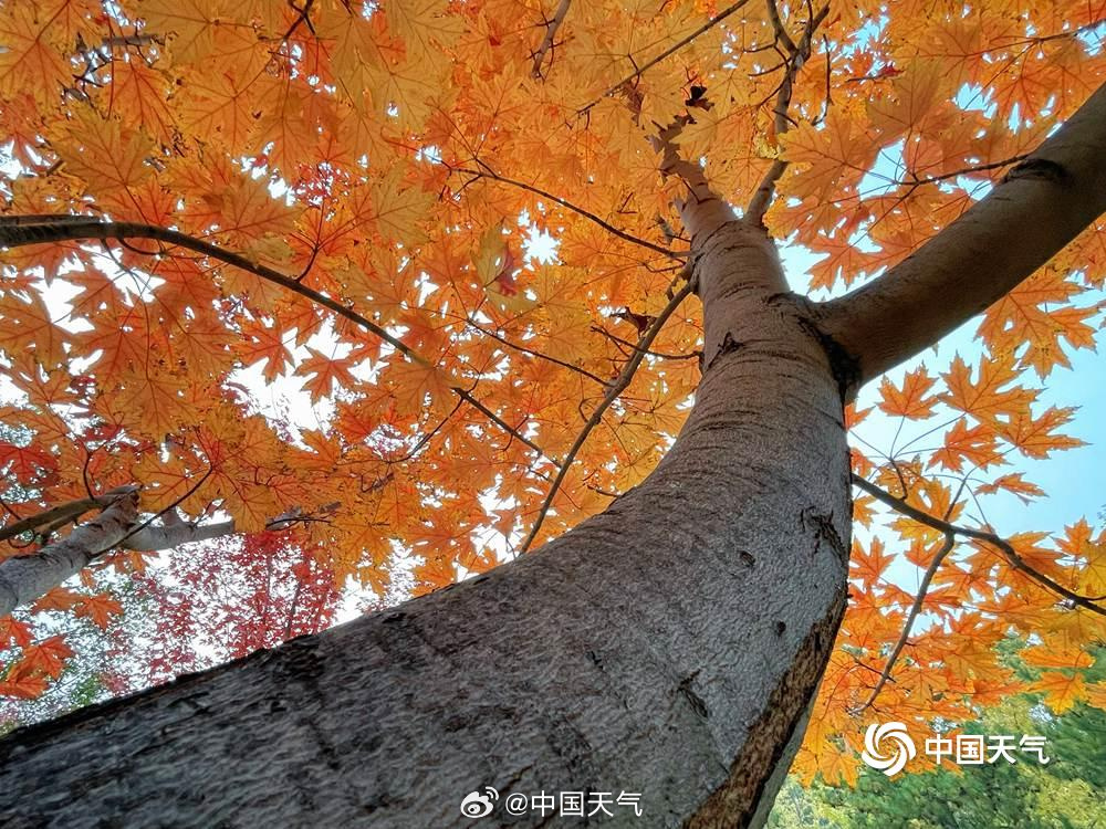 仰头见秋!北京的天空是彩叶织成的 仰头见秋!北京的天空是彩叶织成的