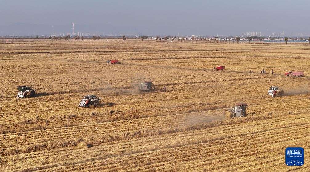 内蒙古鄂尔多斯:农民抢收忙 内蒙古鄂尔多斯:农民抢收忙