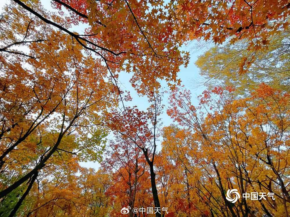 仰头见秋!北京的天空是彩叶织成的 仰头见秋!北京的天空是彩叶织成的