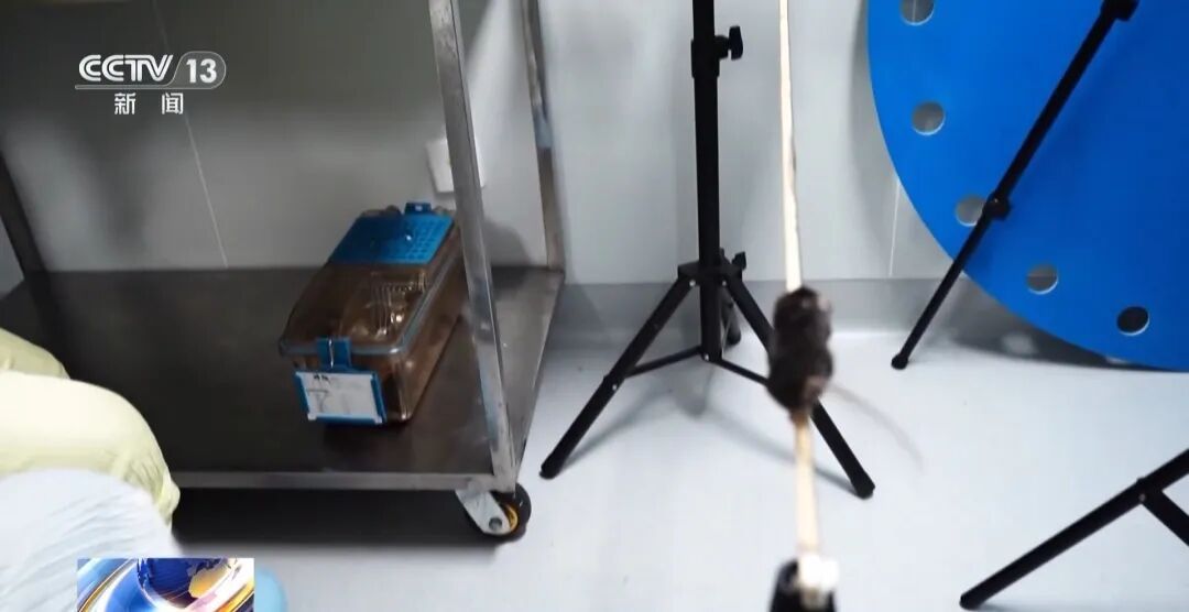 训练画面公布！4只小老鼠将乘神舟飞船上太空，成为动物航天员有多难？