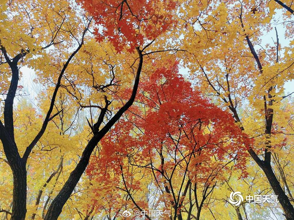 仰头见秋!北京的天空是彩叶织成的 仰头见秋!北京的天空是彩叶织成的