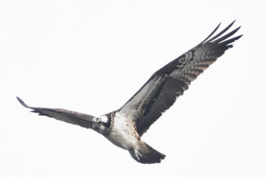 贵阳阿哈湖首次发现鹗，国家重点保护鸟类增至40种