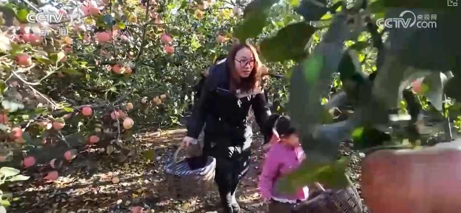 兴农、富农!“甜蜜产业”激活“农业+文旅+文化”多元融合新活力 兴农、富农!“甜蜜产业”激活“农业+文旅+文化”多元融合新活力