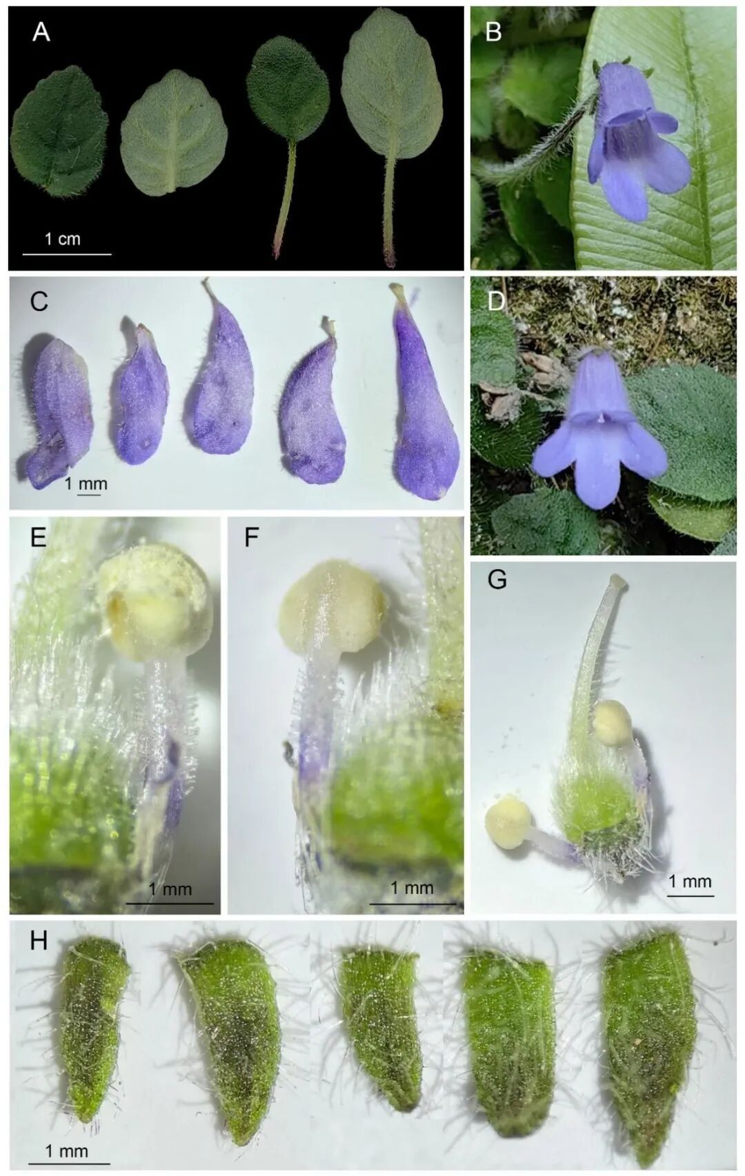 四川发现植物新种：彭州石蝴蝶