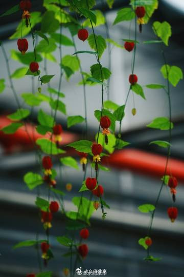 秋水映花容，600余种花卉绽放京城水岸！