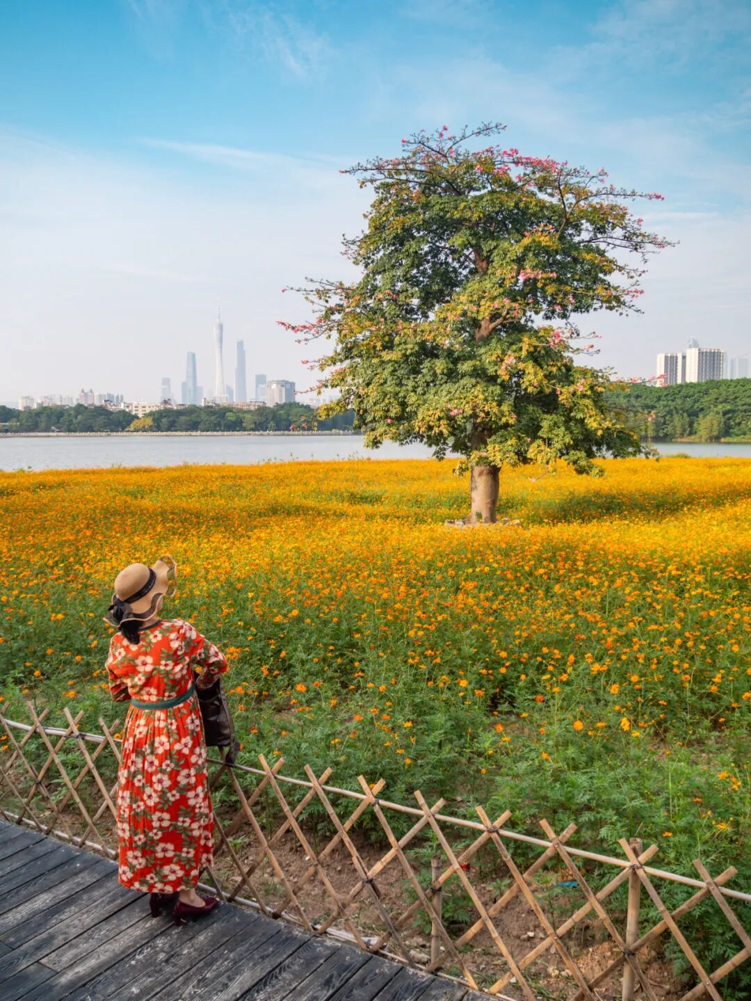 广州市区上万平方米“金色花海”,进入最佳观赏期 广州市区上万平方米“金色花海”,进入最佳观赏期