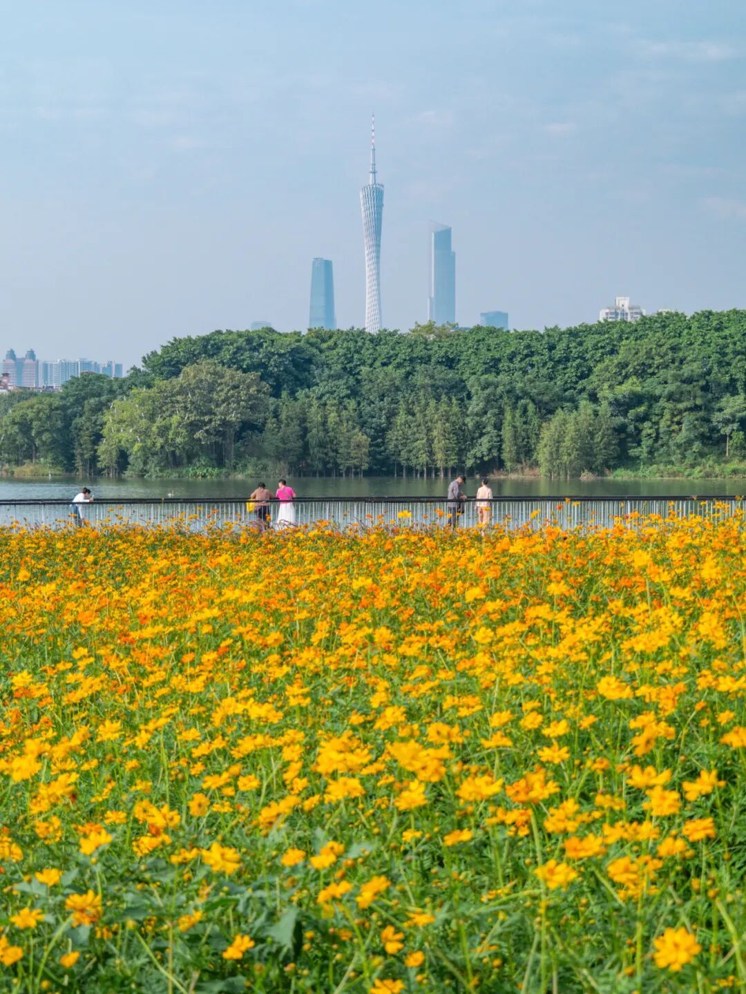 广州市区上万平方米“金色花海”,进入最佳观赏期 广州市区上万平方米“金色花海”,进入最佳观赏期