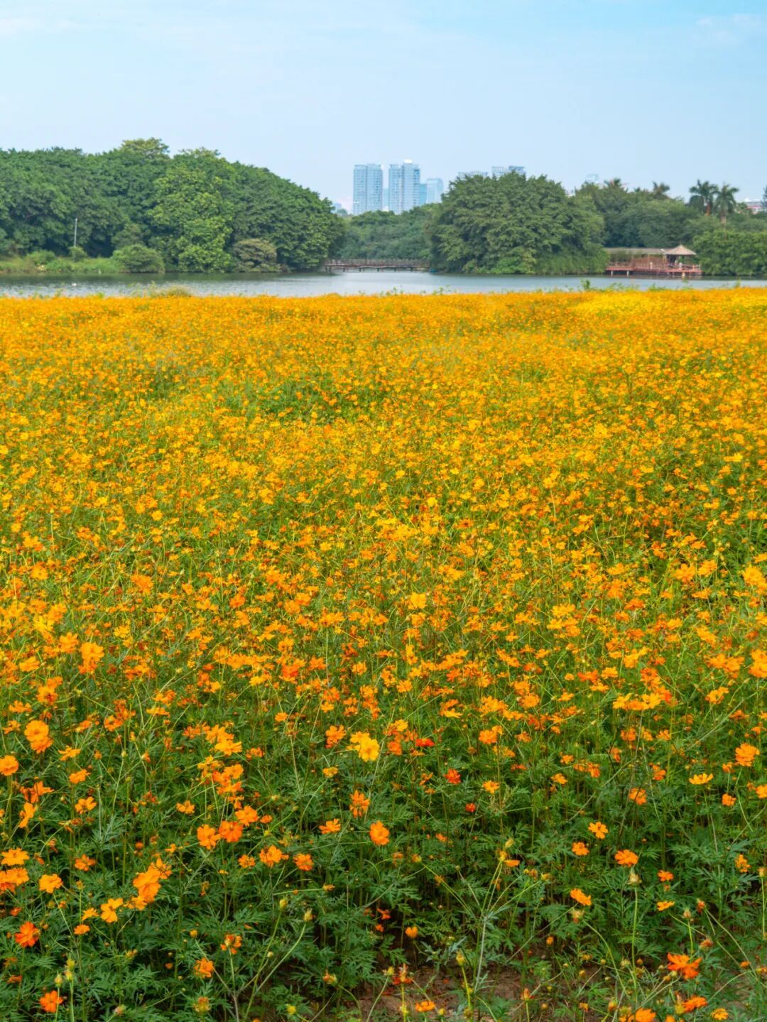 广州市区上万平方米“金色花海”,进入最佳观赏期 广州市区上万平方米“金色花海”,进入最佳观赏期