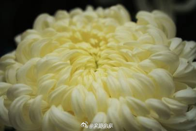 秋水映花容，600余种花卉绽放京城水岸！