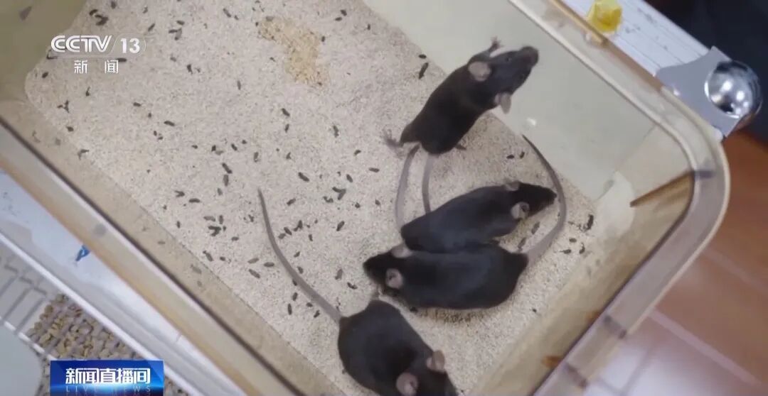 首次上天!4只小鼠已选定→ 首次上天!4只小鼠已选定→