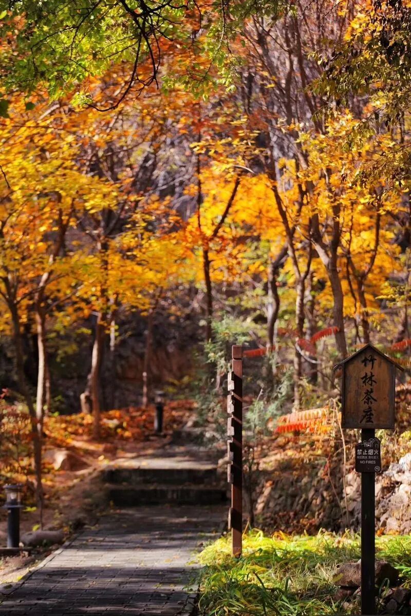 快来打卡！北京密云的绝美秋景藏不住了