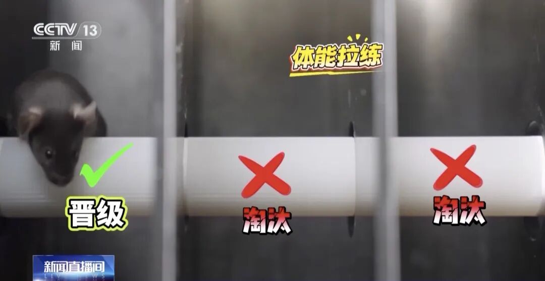 吃得苦中苦，方为航天鼠！