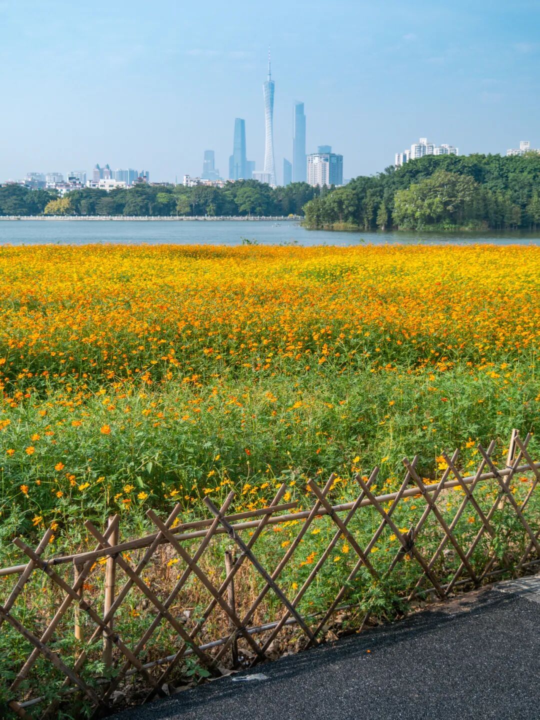 广州市区上万平方米“金色花海”,进入最佳观赏期 广州市区上万平方米“金色花海”,进入最佳观赏期