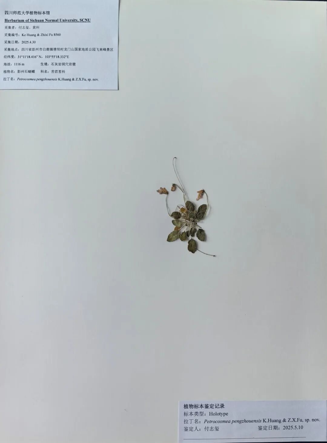 四川发现植物新种：彭州石蝴蝶