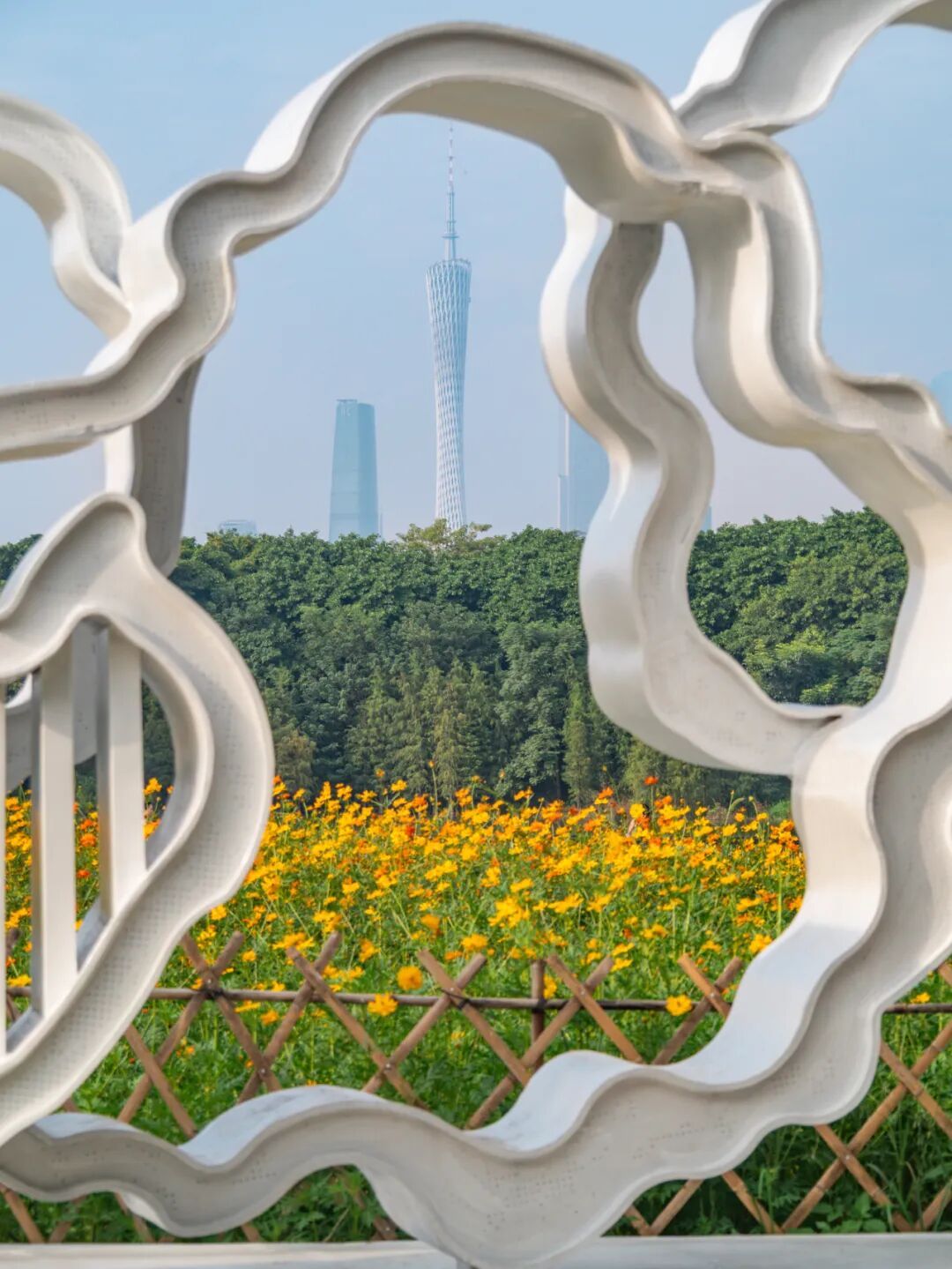 广州市区上万平方米“金色花海”,进入最佳观赏期 广州市区上万平方米“金色花海”,进入最佳观赏期