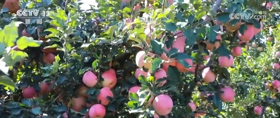 兴农、富农!“甜蜜产业”激活“农业+文旅+文化”多元融合新活力 兴农、富农!“甜蜜产业”激活“农业+文旅+文化”多元融合新活力