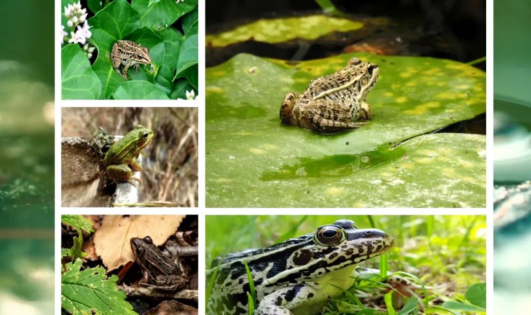 贵阳一菜场有人私自捕捉并公开售卖“农田卫士”？专家提醒：可能违法！