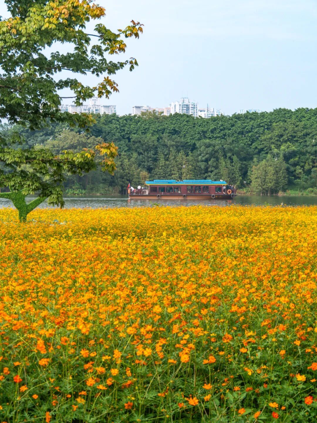 广州市区上万平方米“金色花海”,进入最佳观赏期 广州市区上万平方米“金色花海”,进入最佳观赏期