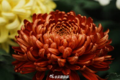 秋水映花容，600余种花卉绽放京城水岸！