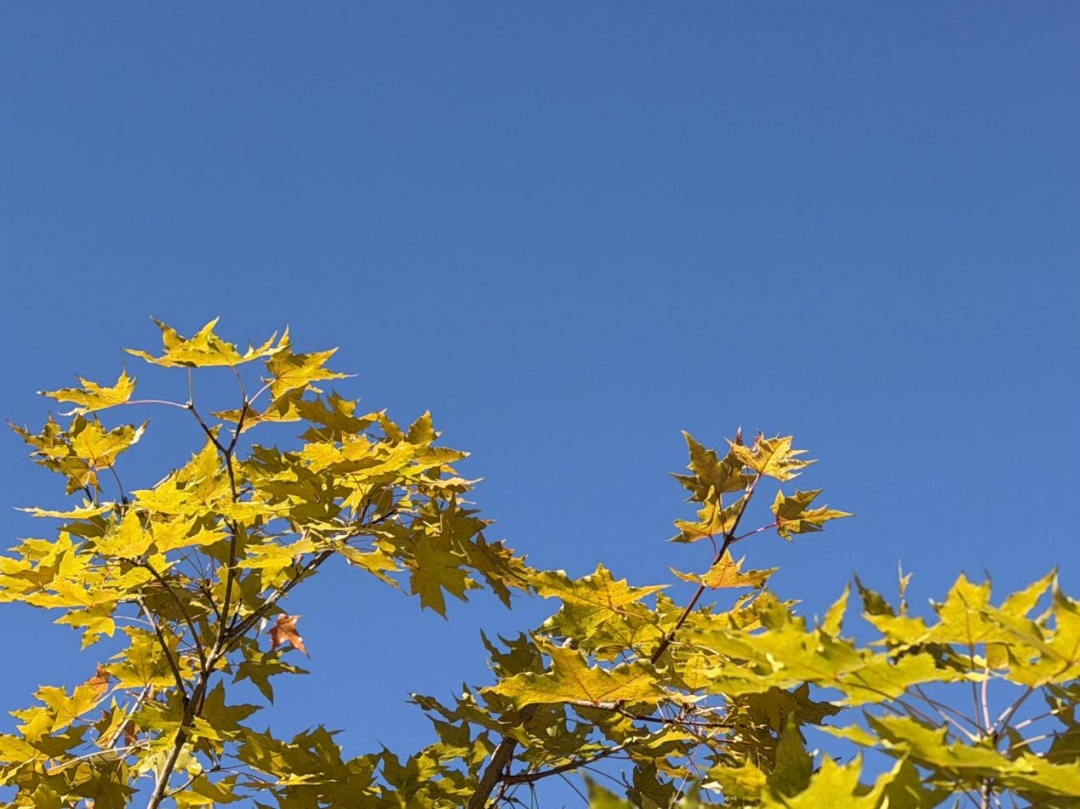 明天降雪、后天大幅降温！11月来了，辽宁气温还会回升不？