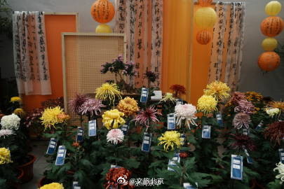 秋水映花容，600余种花卉绽放京城水岸！