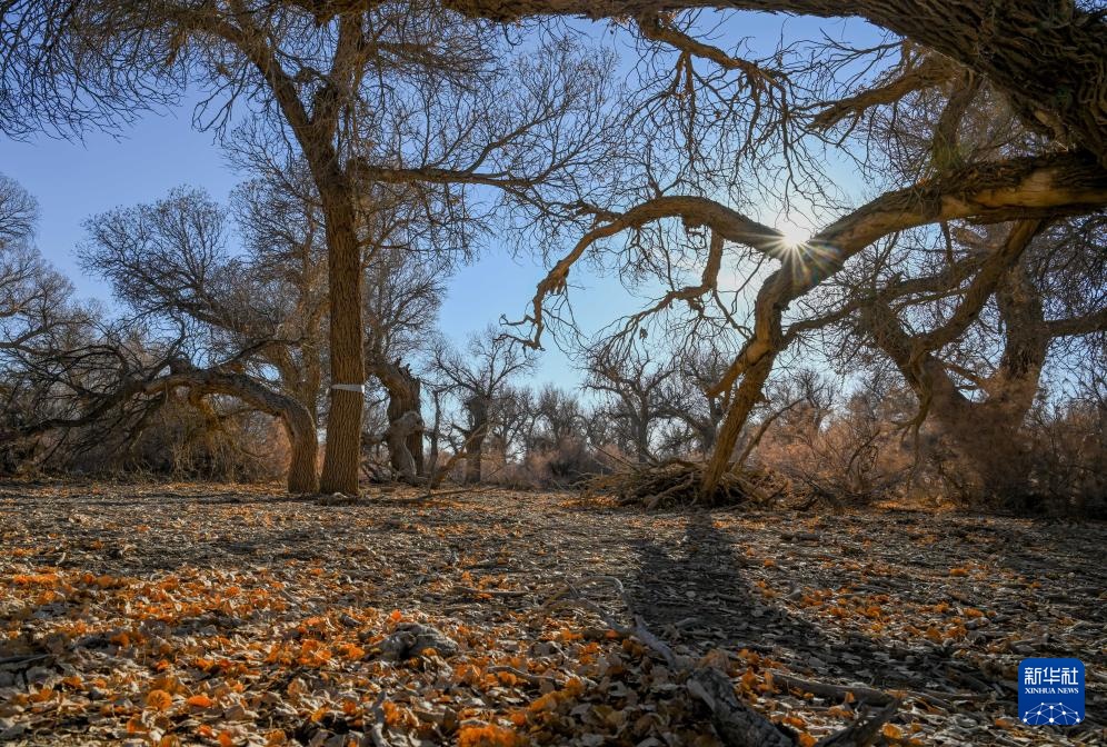 美丽中国丨额济纳:晚秋胡杨美 美丽中国丨额济纳:晚秋胡杨美