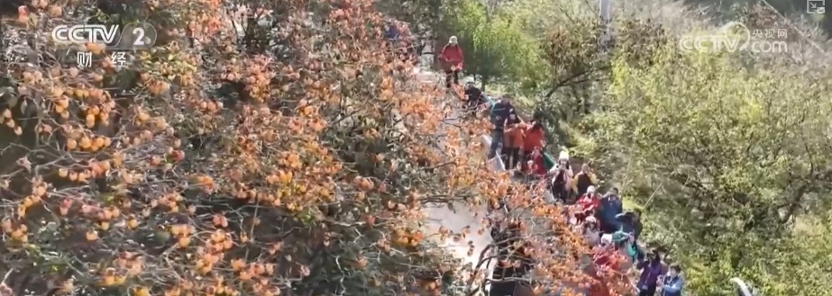 兴农、富农!“甜蜜产业”激活“农业+文旅+文化”多元融合新活力 兴农、富农!“甜蜜产业”激活“农业+文旅+文化”多元融合新活力