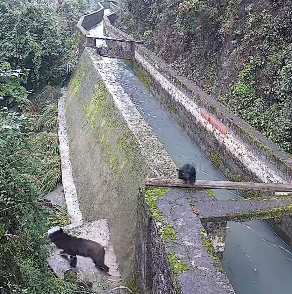 真熊出没！湖南常德现多只黑熊大的两三百斤，壶瓶山保护区：熊妈带崽觅食，为冬眠准备