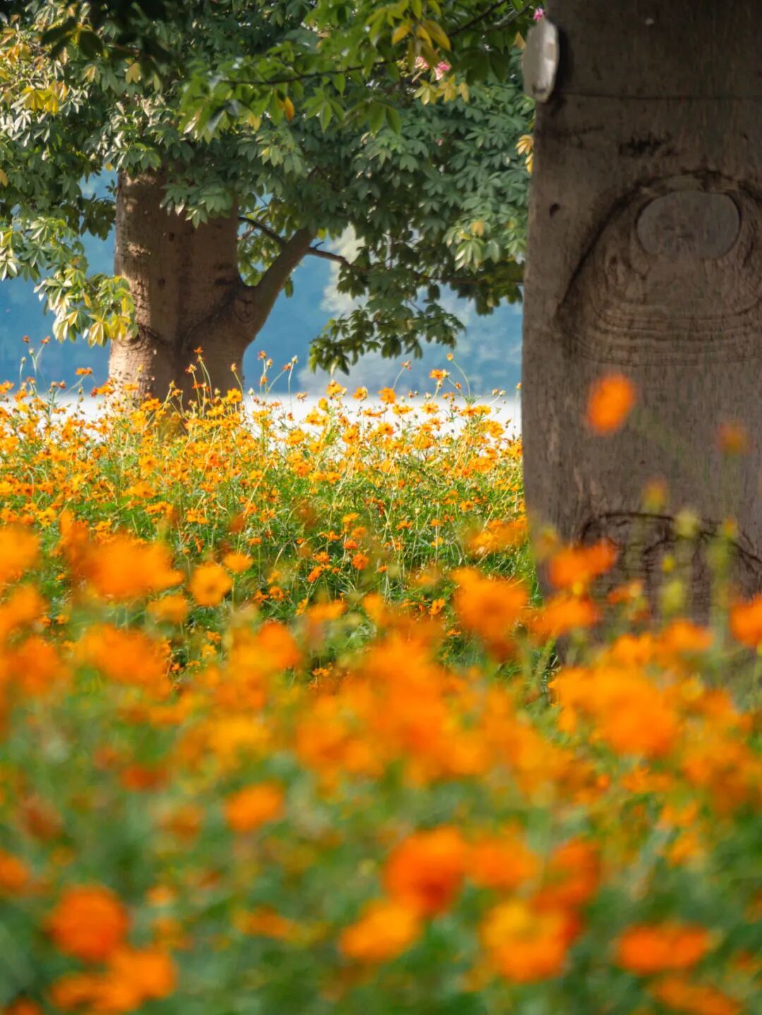 广州市区上万平方米“金色花海”,进入最佳观赏期 广州市区上万平方米“金色花海”,进入最佳观赏期