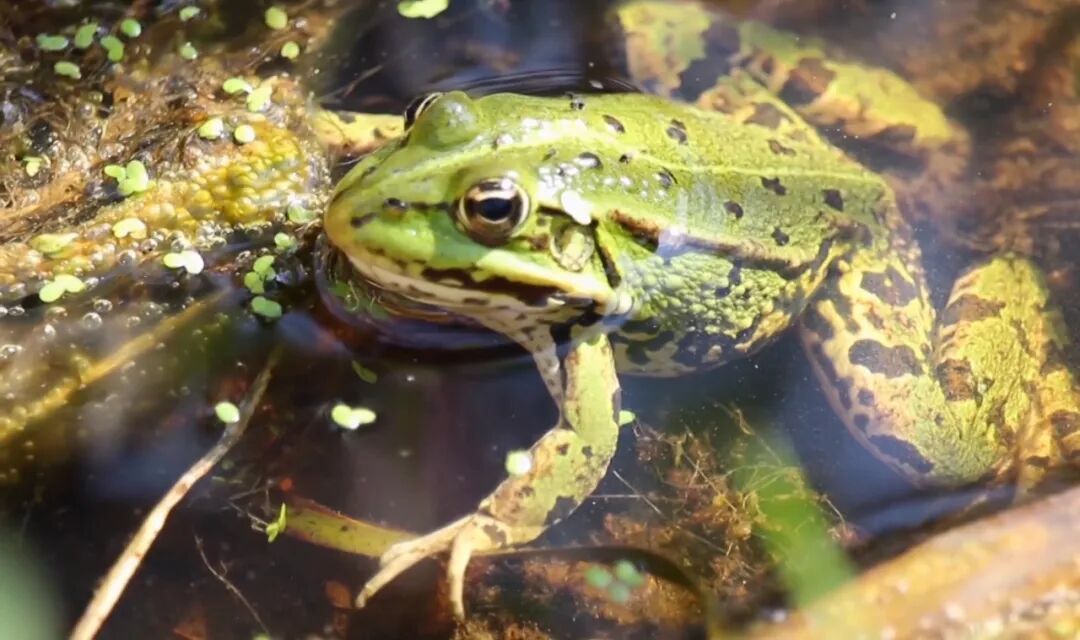 贵阳一菜场有人私自捕捉并公开售卖“农田卫士”？专家提醒：可能违法！