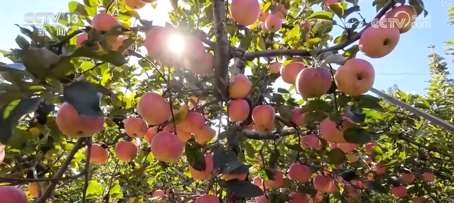 兴农、富农!“甜蜜产业”激活“农业+文旅+文化”多元融合新活力 兴农、富农!“甜蜜产业”激活“农业+文旅+文化”多元融合新活力