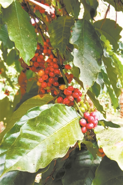 备受争议的猫屎咖啡究竟特别在哪