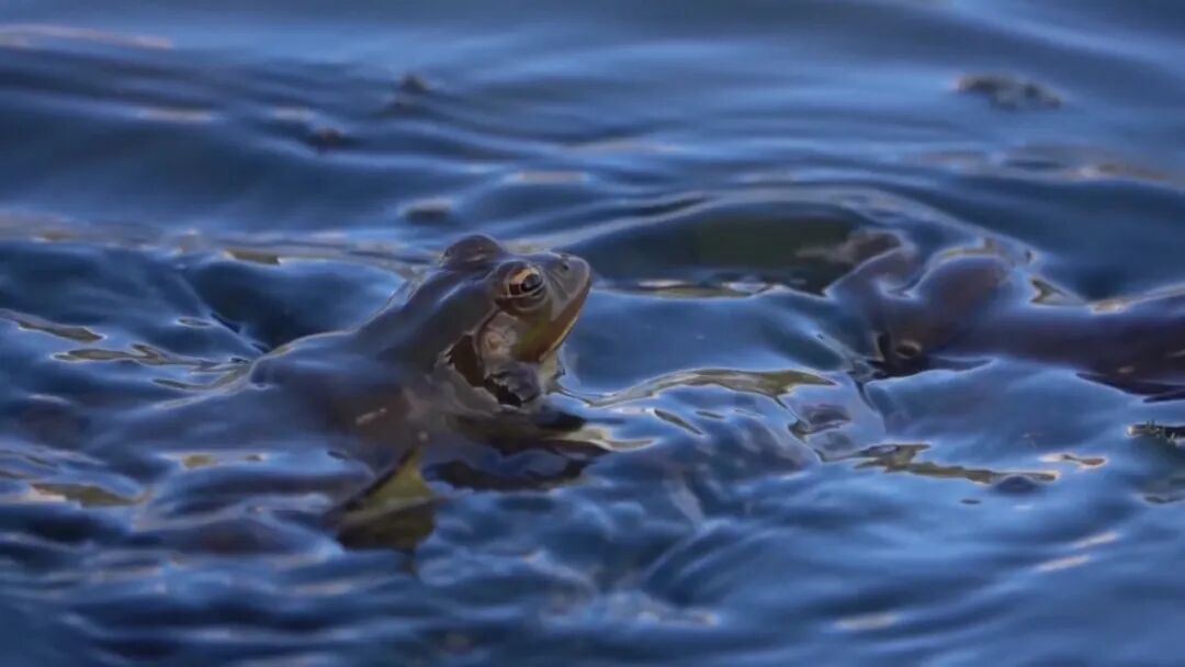 贵阳一菜场有人私自捕捉并公开售卖“农田卫士”？专家提醒：可能违法！