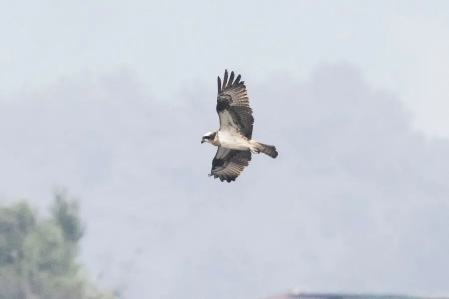 贵阳阿哈湖首次发现鹗，国家重点保护鸟类增至40种