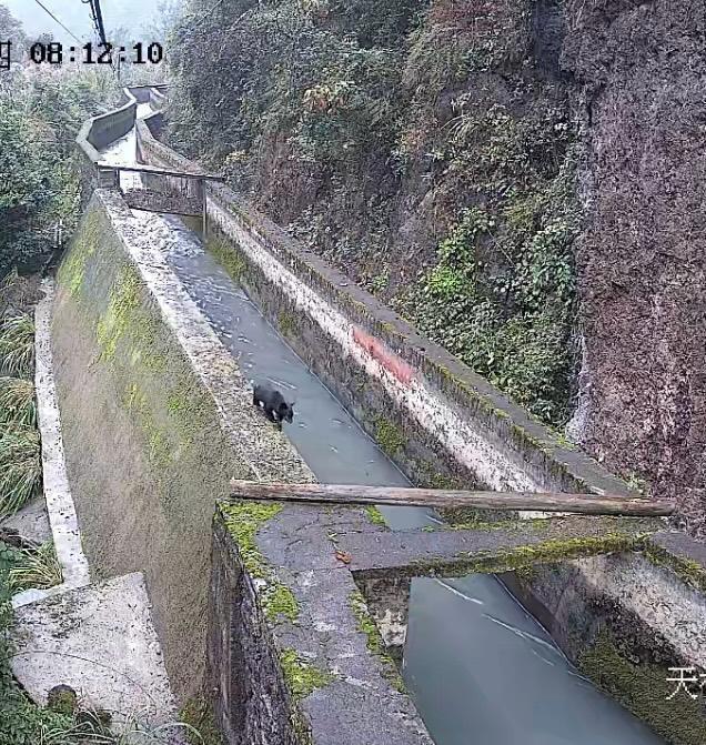 真熊出没！湖南常德现多只黑熊大的两三百斤，壶瓶山保护区：熊妈带崽觅食，为冬眠准备