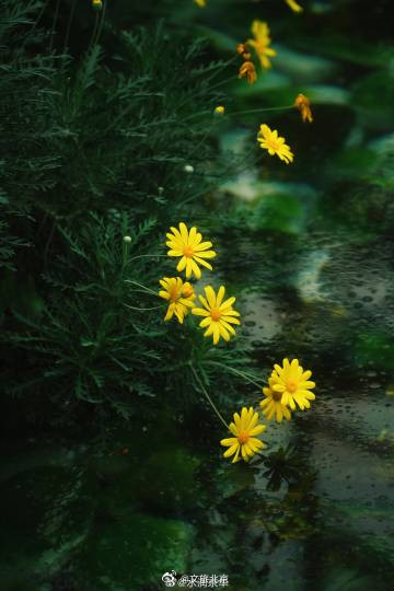 秋水映花容，600余种花卉绽放京城水岸！