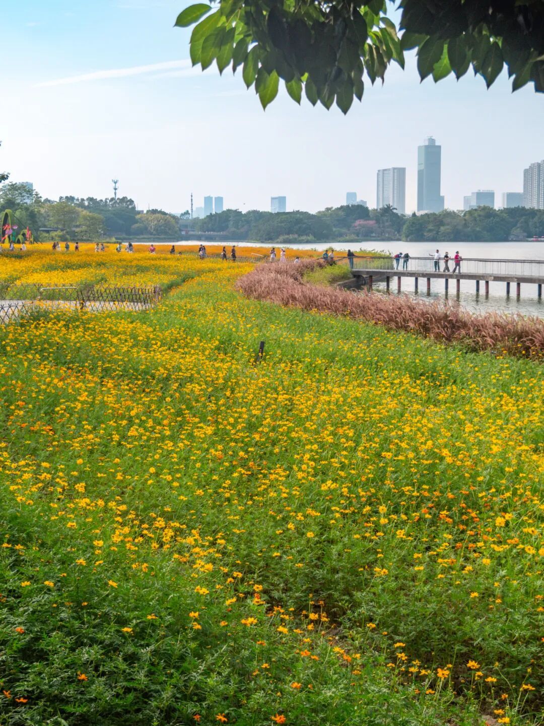 广州市区上万平方米“金色花海”,进入最佳观赏期 广州市区上万平方米“金色花海”,进入最佳观赏期