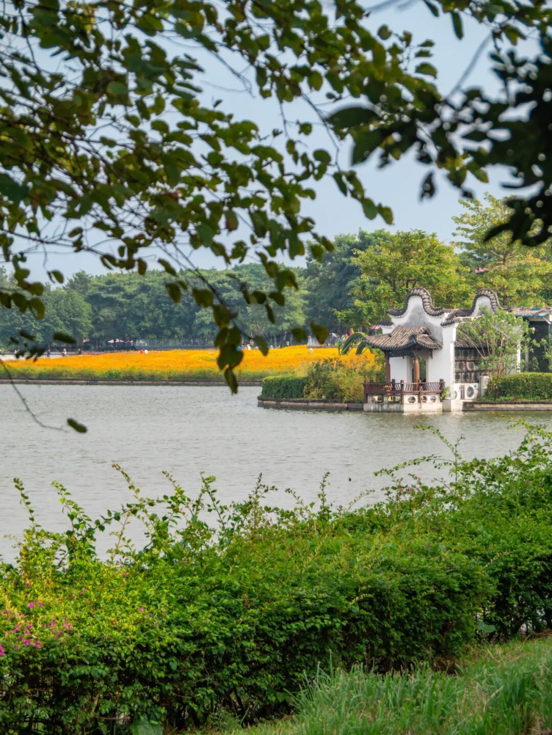 广州市区上万平方米“金色花海”,进入最佳观赏期 广州市区上万平方米“金色花海”,进入最佳观赏期