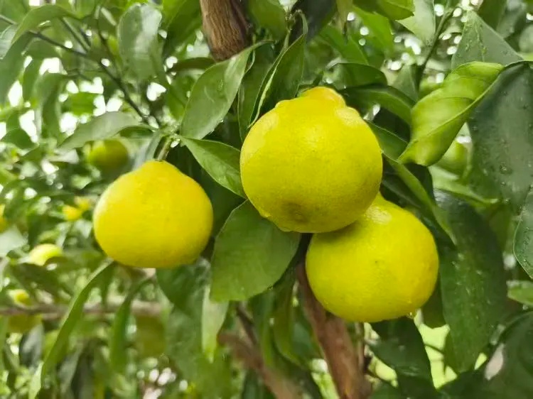 全部售罄！“买不到，根本买不到”，不少人在线求：让我吃一口