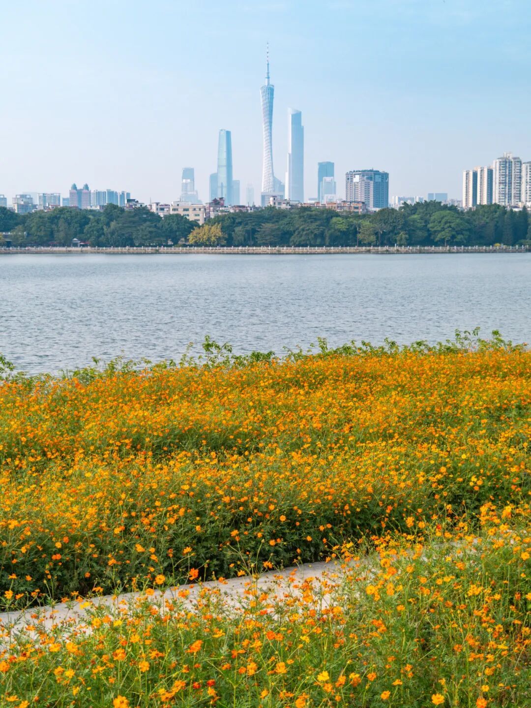 广州市区上万平方米“金色花海”,进入最佳观赏期 广州市区上万平方米“金色花海”,进入最佳观赏期