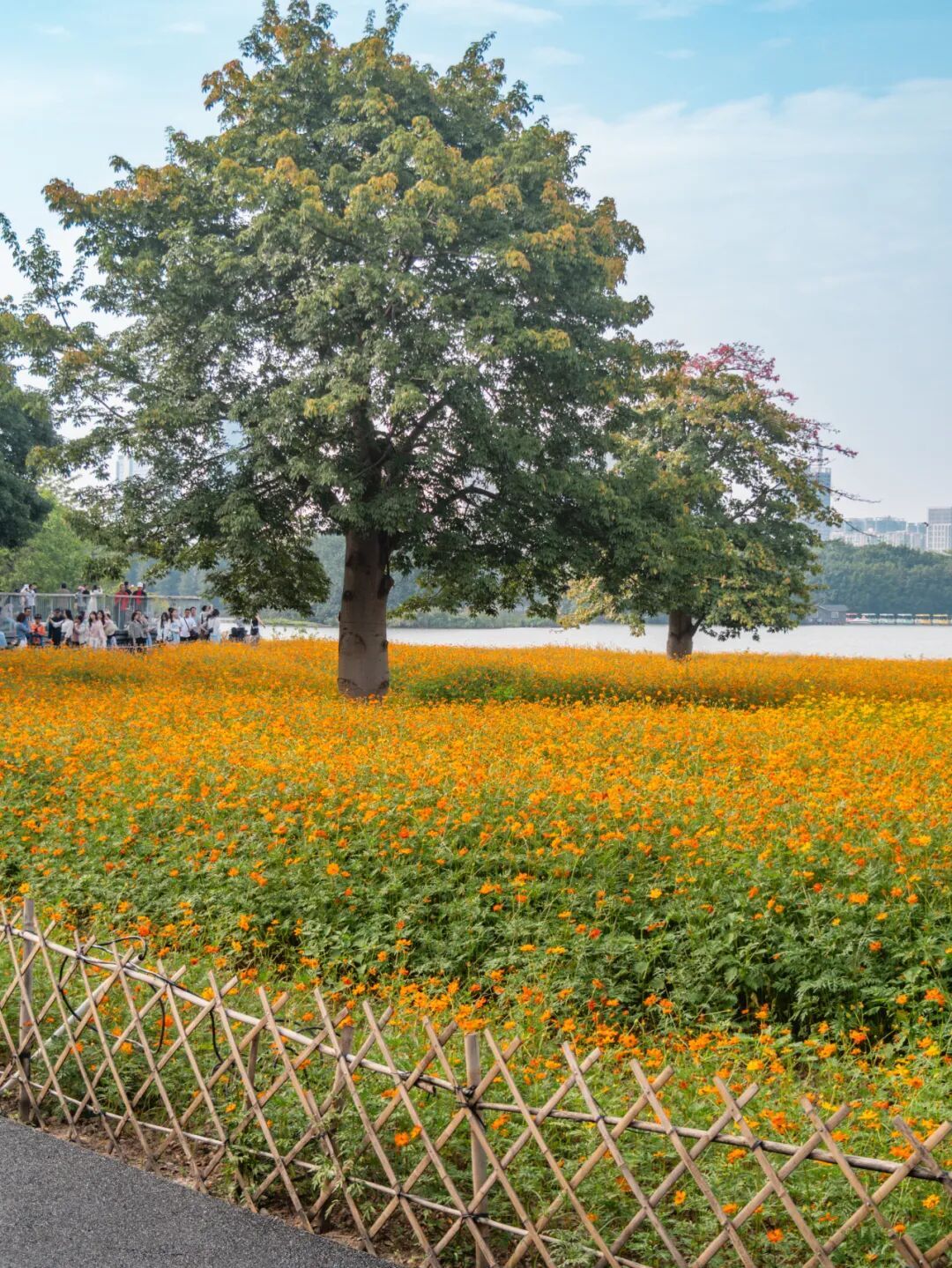 广州市区上万平方米“金色花海”,进入最佳观赏期 广州市区上万平方米“金色花海”,进入最佳观赏期