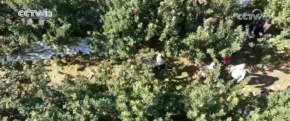 兴农、富农!“甜蜜产业”激活“农业+文旅+文化”多元融合新活力 兴农、富农!“甜蜜产业”激活“农业+文旅+文化”多元融合新活力