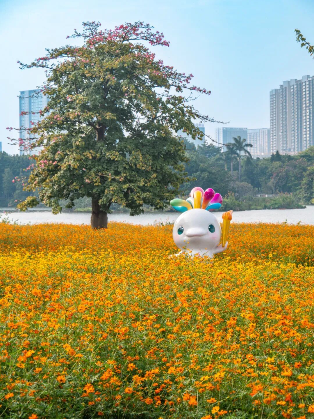 广州市区上万平方米“金色花海”,进入最佳观赏期 广州市区上万平方米“金色花海”,进入最佳观赏期