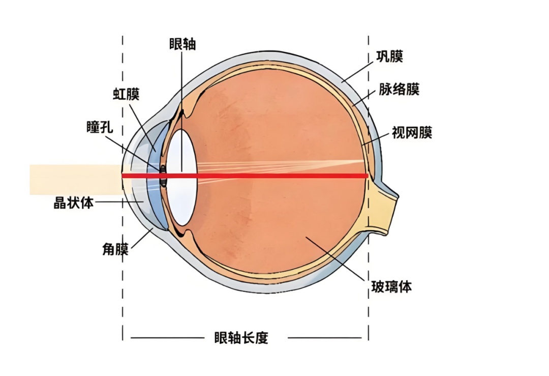 眼睛真的不会长大吗？